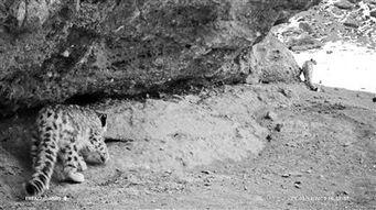 雪豹拍摄花絮视频,拍摄花絮中的精彩瞬间